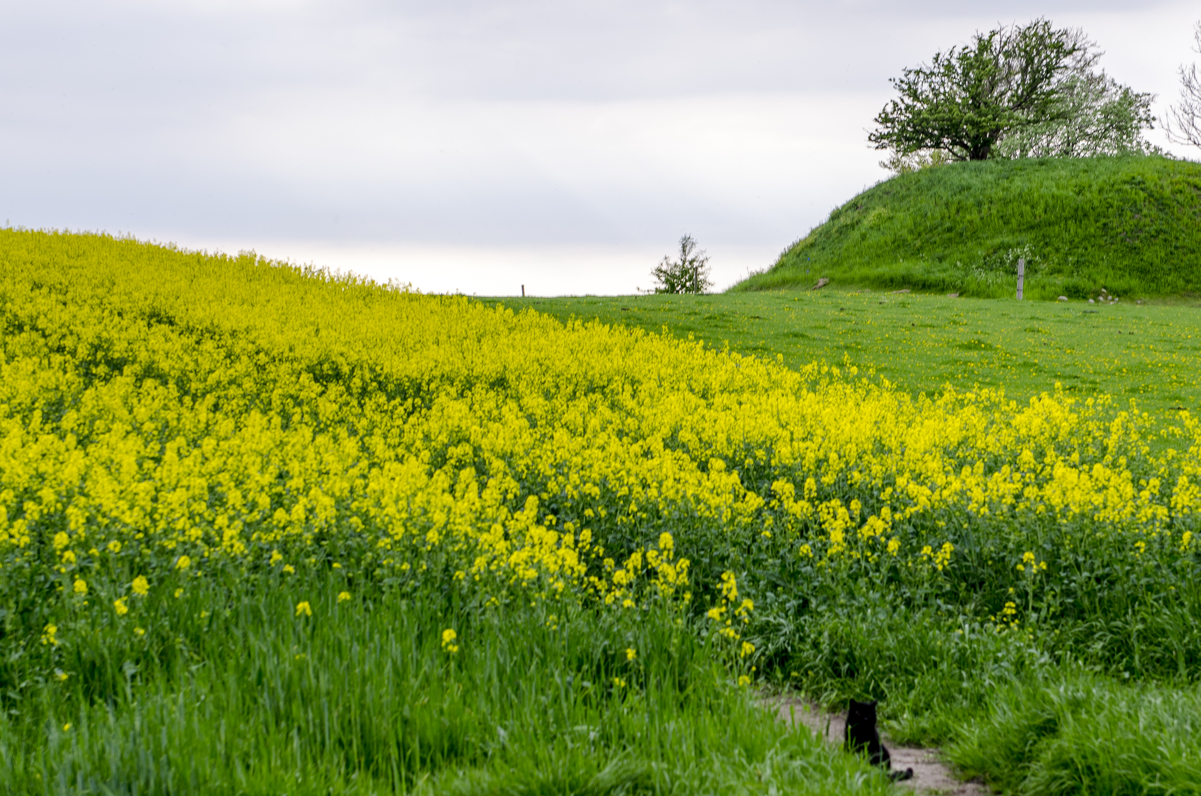 maj 2018-16