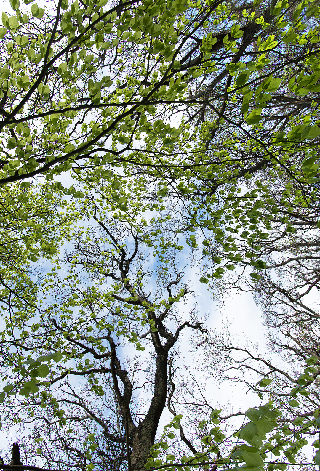 maj 2018-32