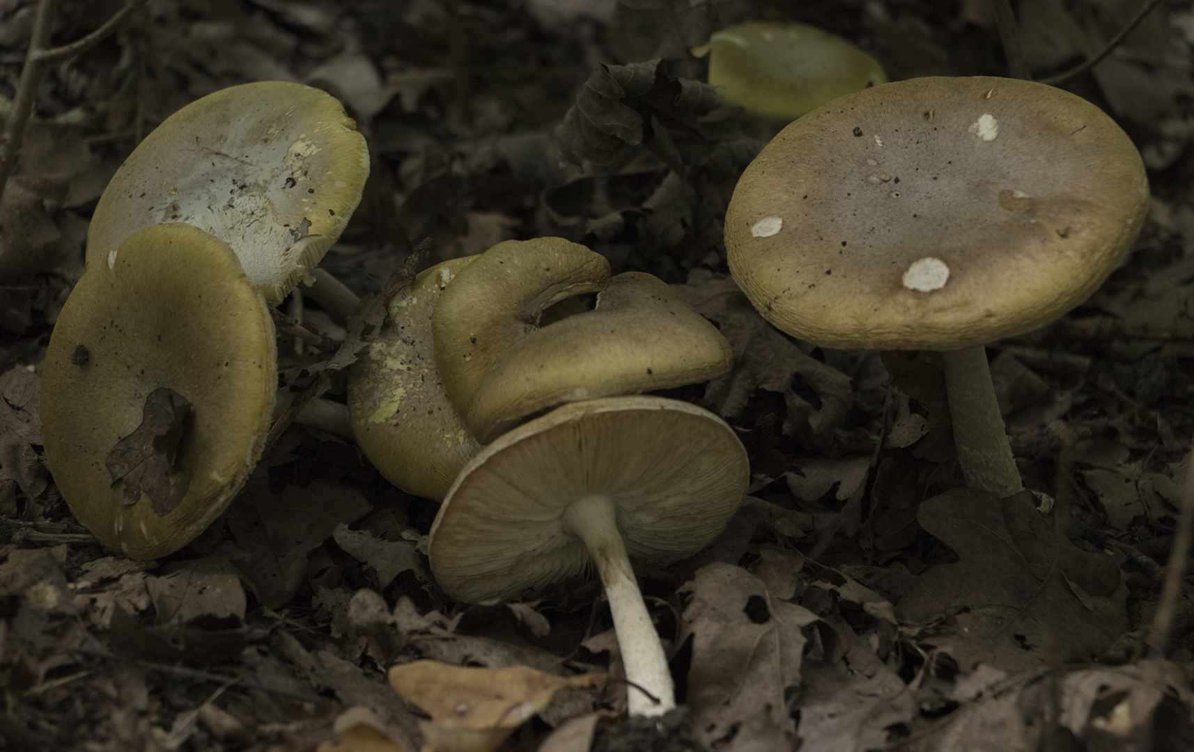 nov_18_09