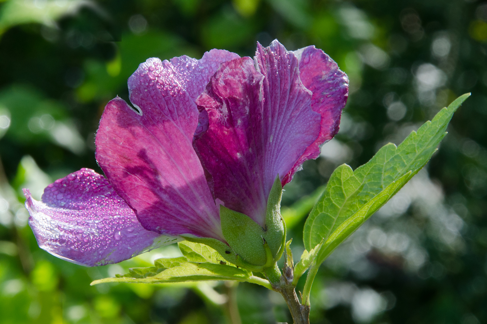 sept_2019_26