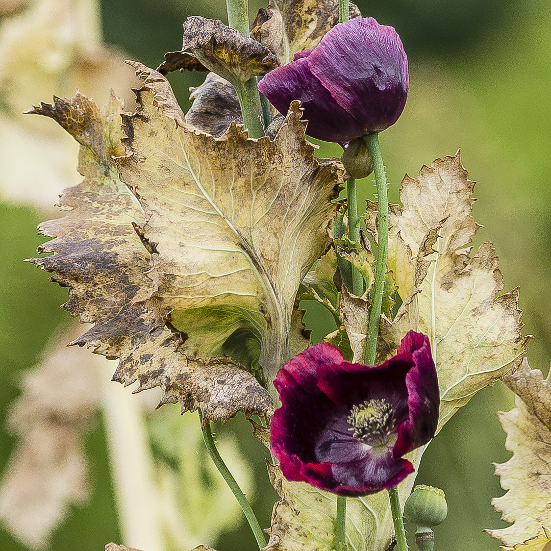 sept_2019_34