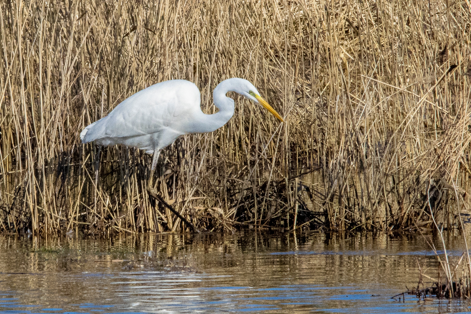 2022-02-billed-08