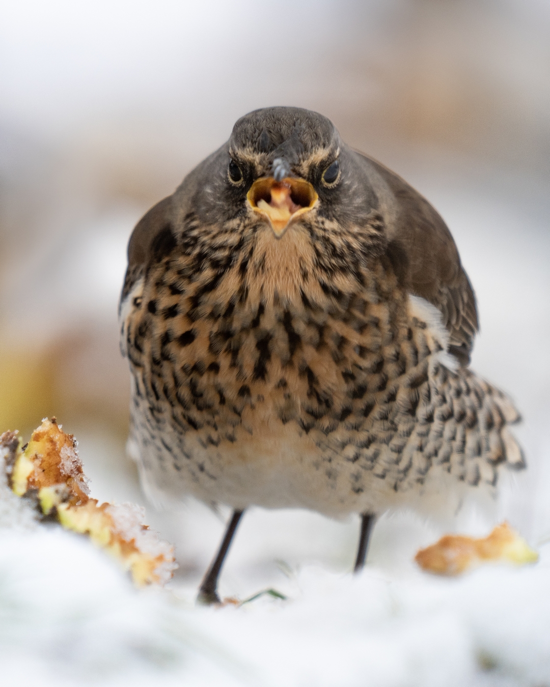 2022-02-billed-15