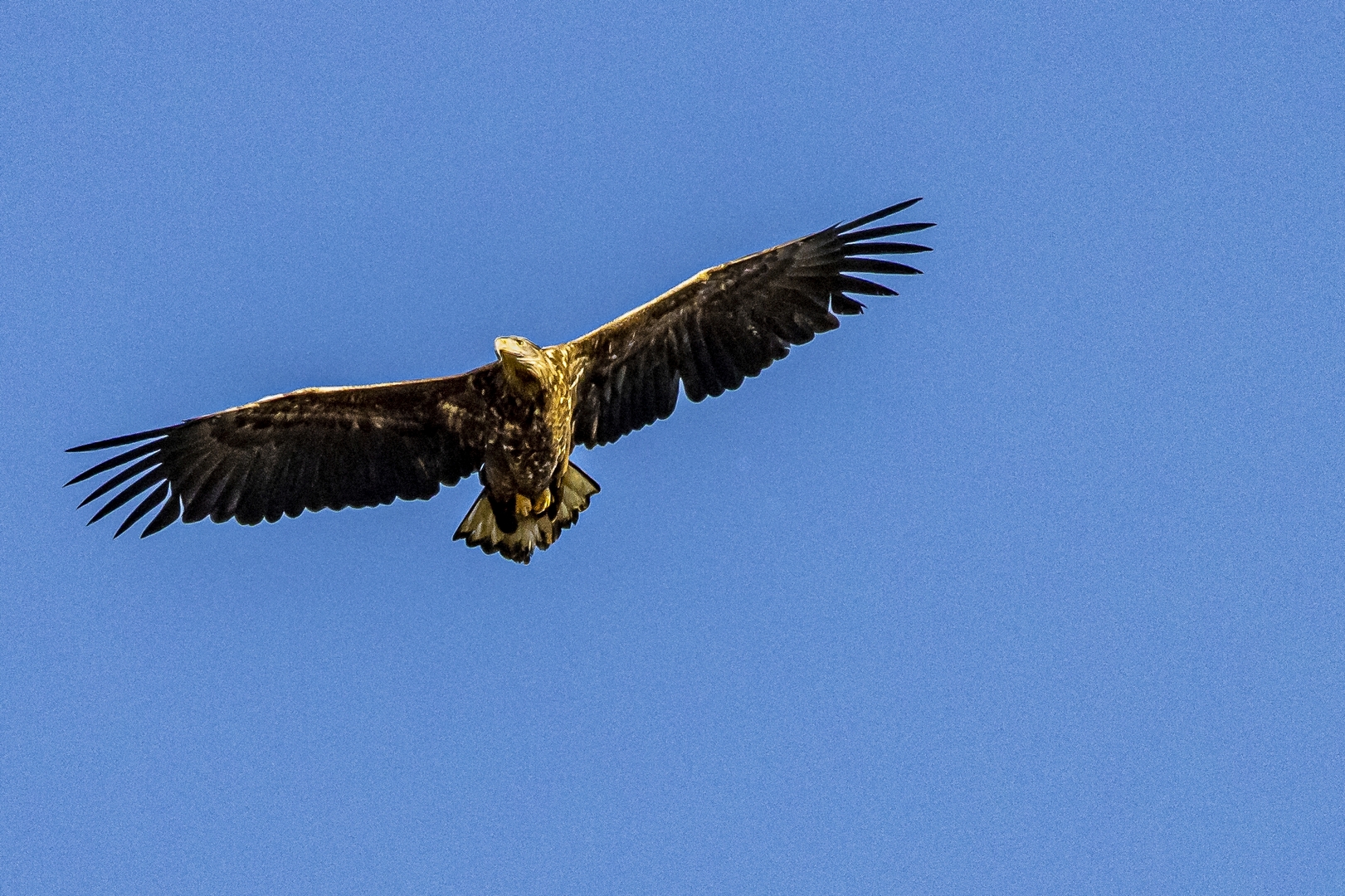 2022-02-billed-25