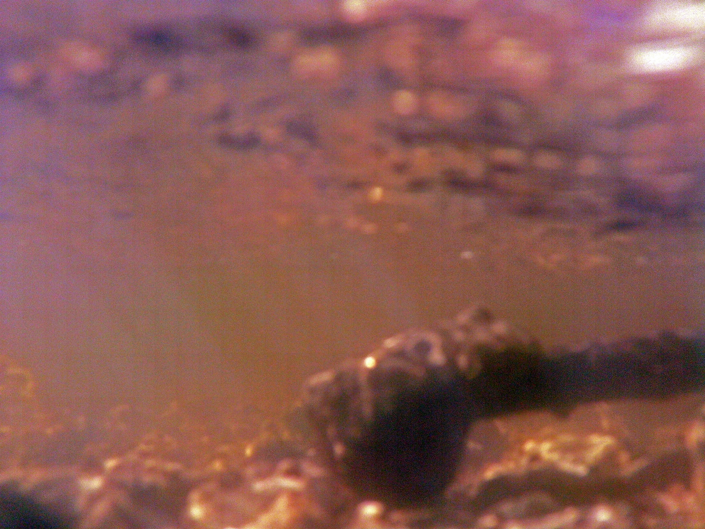 Billed-04-22-03-frog-perspektive