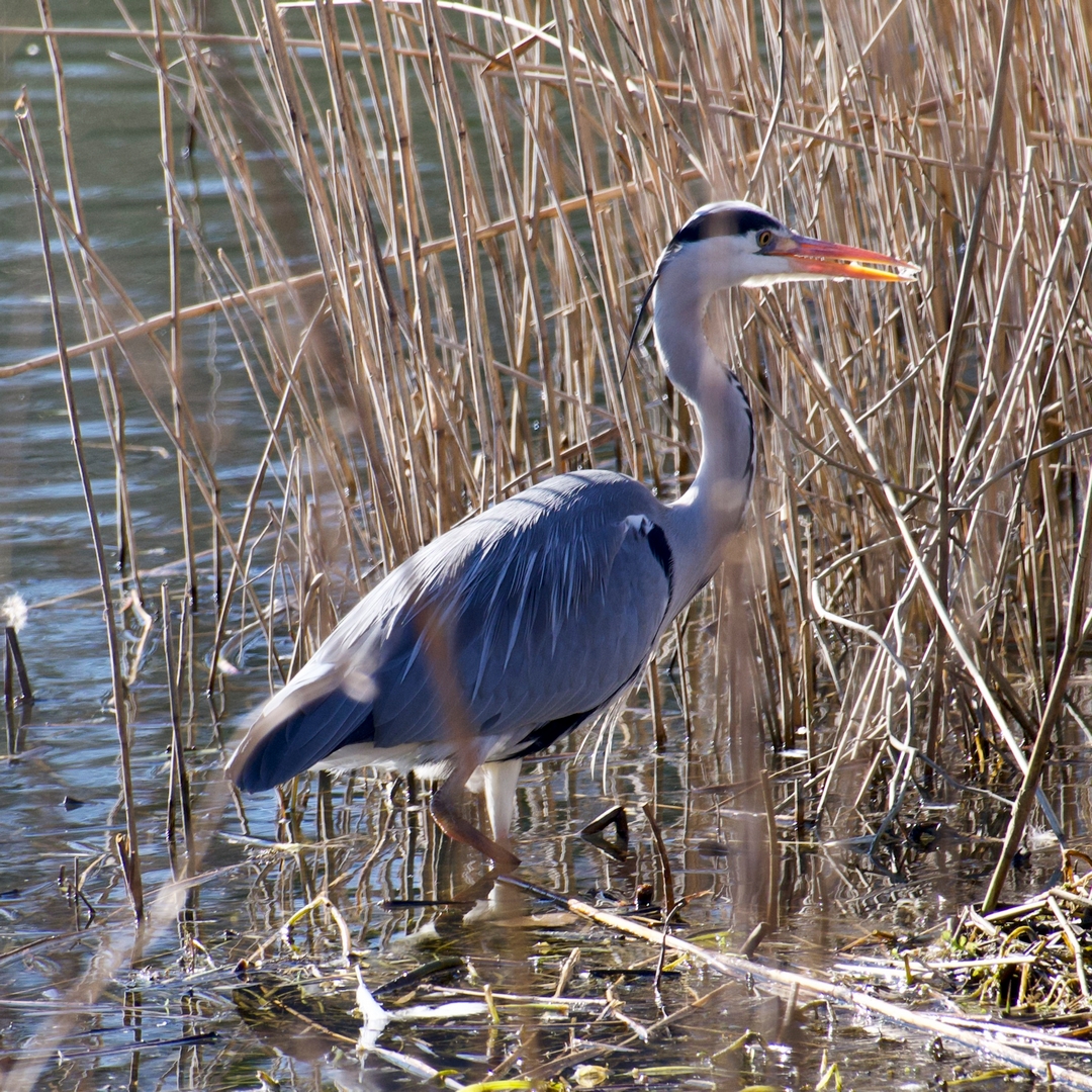 Billed-25-22-03-frit-emne