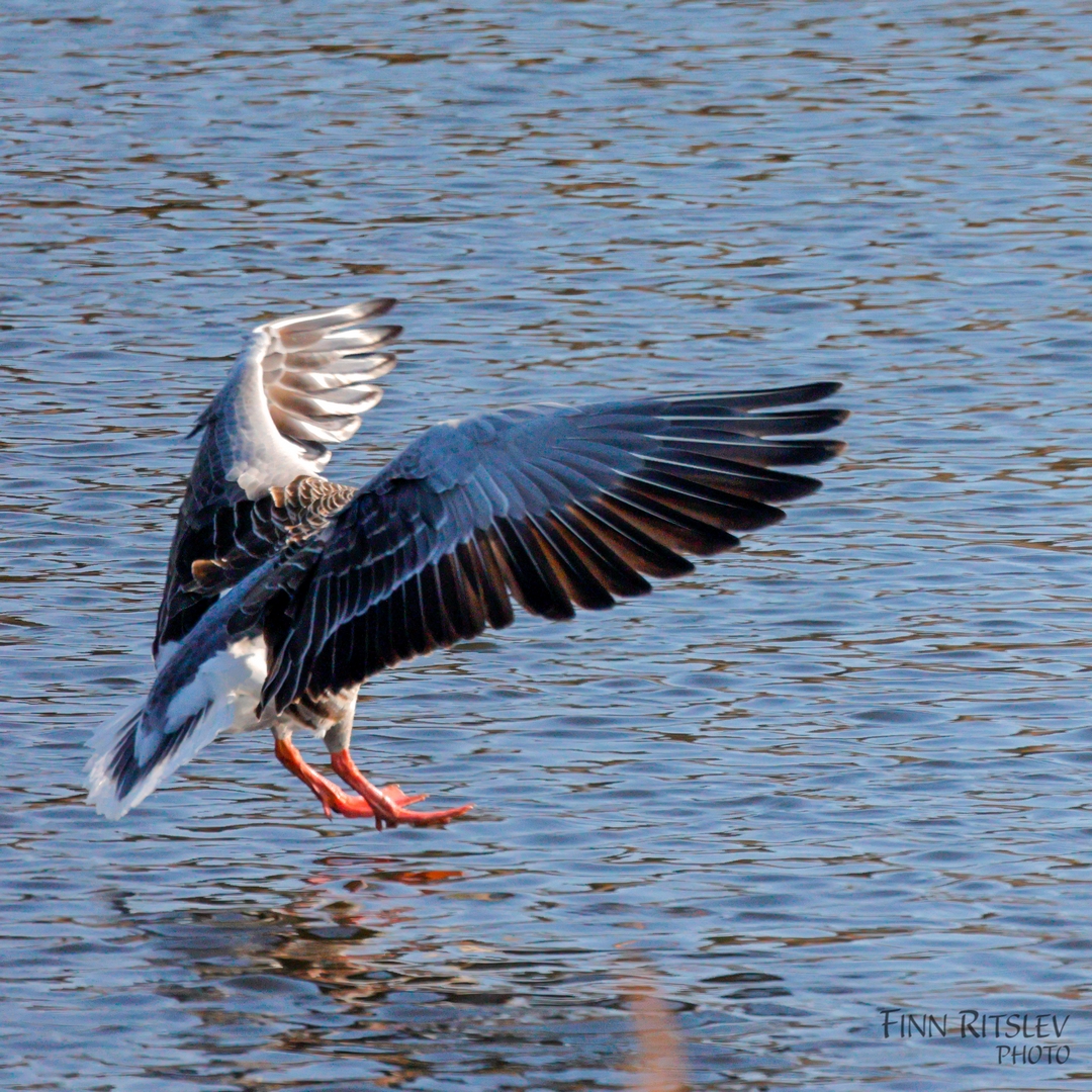 Billed-27-22-03-frit-emne