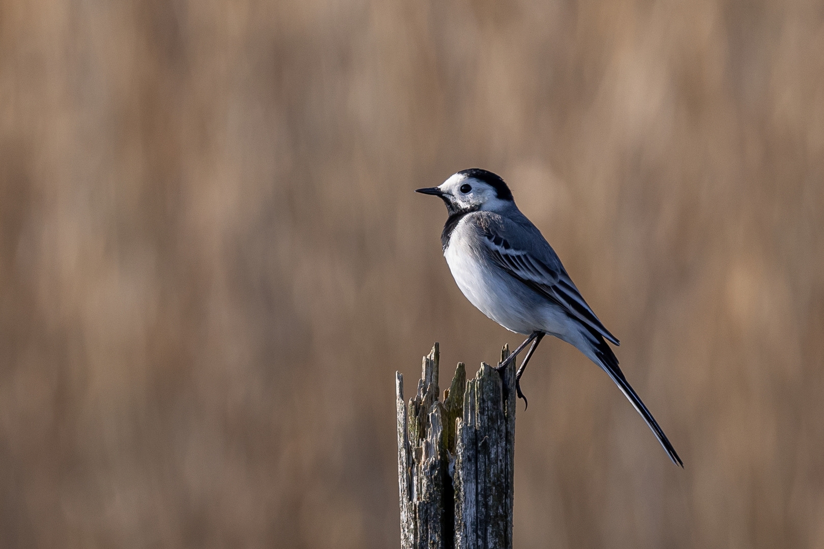 2022-04-Billed-32