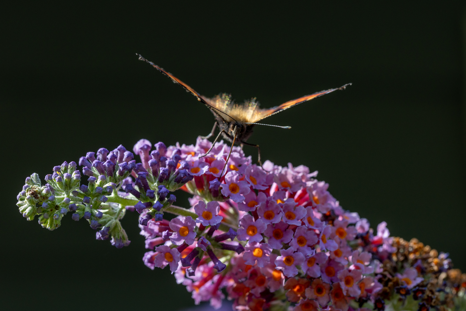 Aug-Billed-12