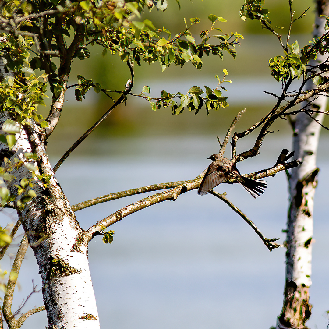 Aug-Billed-15
