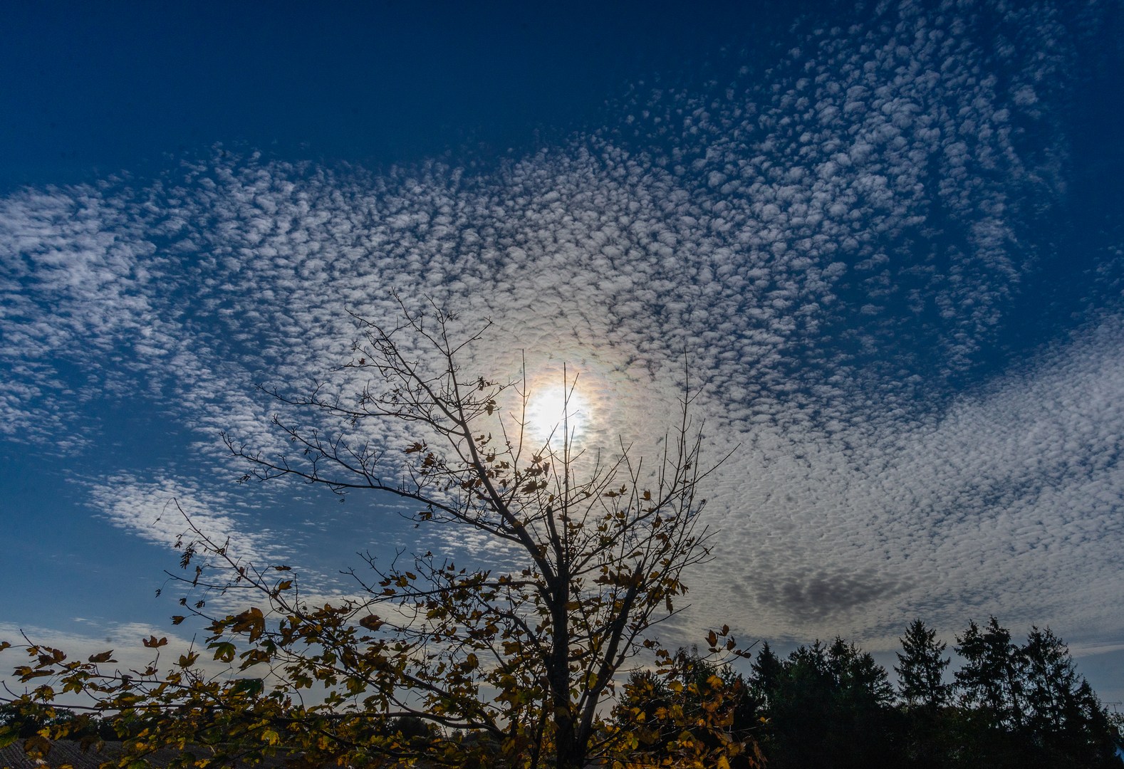 Okt-22-Billed-11