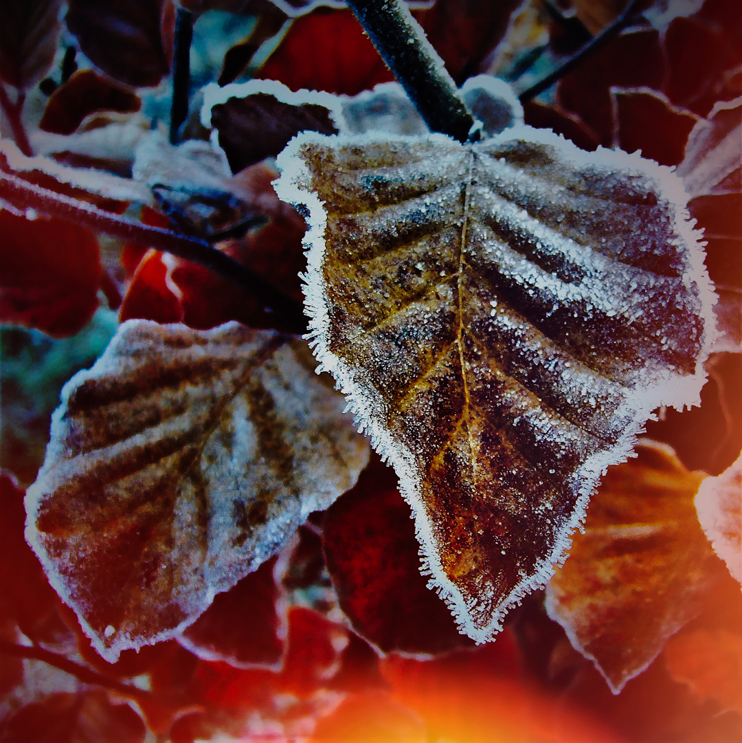 billed 14 - dec 22 - frit emne