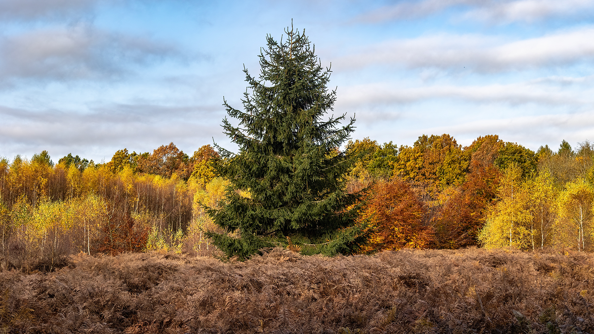 billed 22 - dec 22 - frit emne