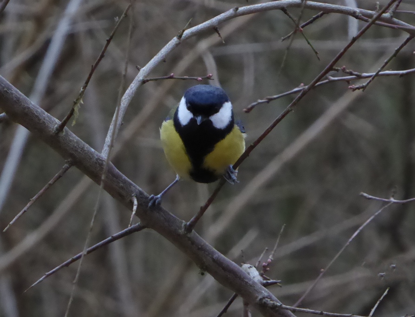 billed-19-feb-22-frit-emne-musvit