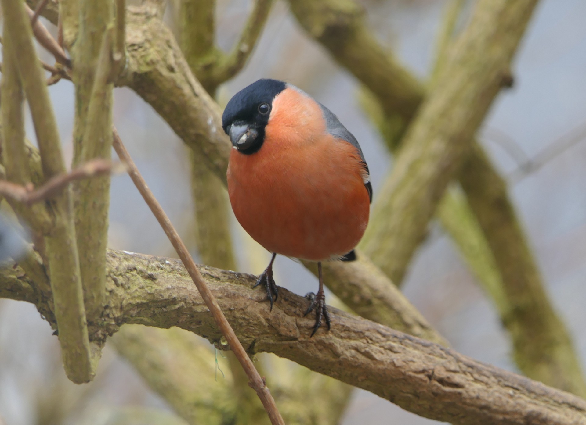Billed 28 - april 23 - frit emne