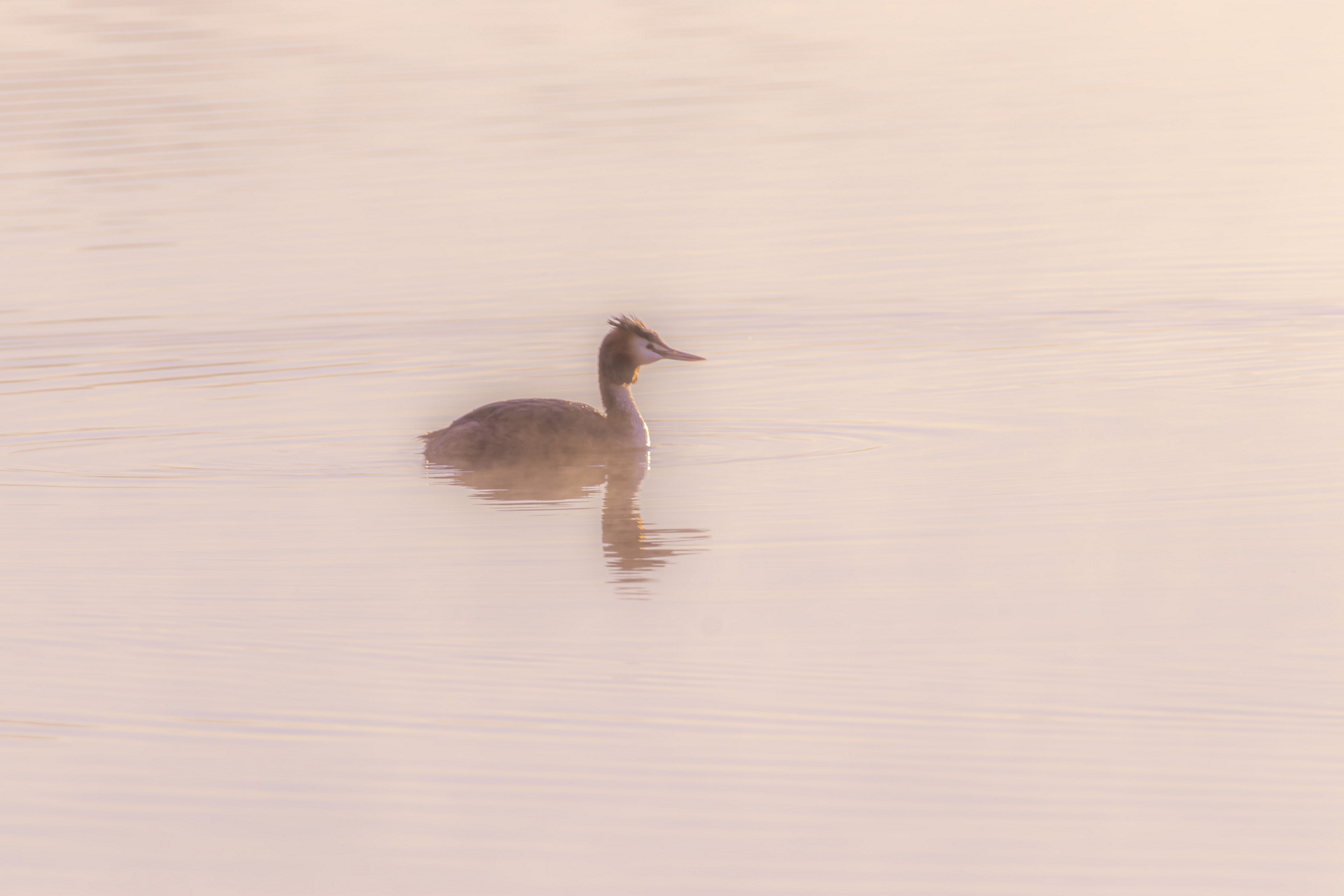 Juni-billed-28