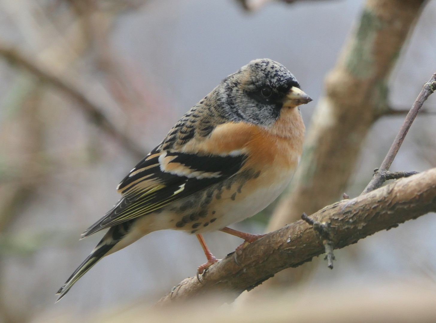 MF25-Billed 31