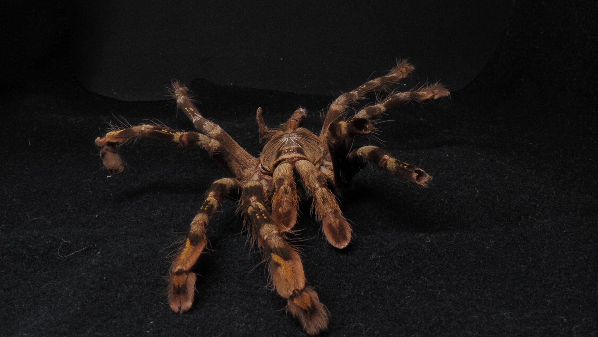 Billed nr.  44 MF0225