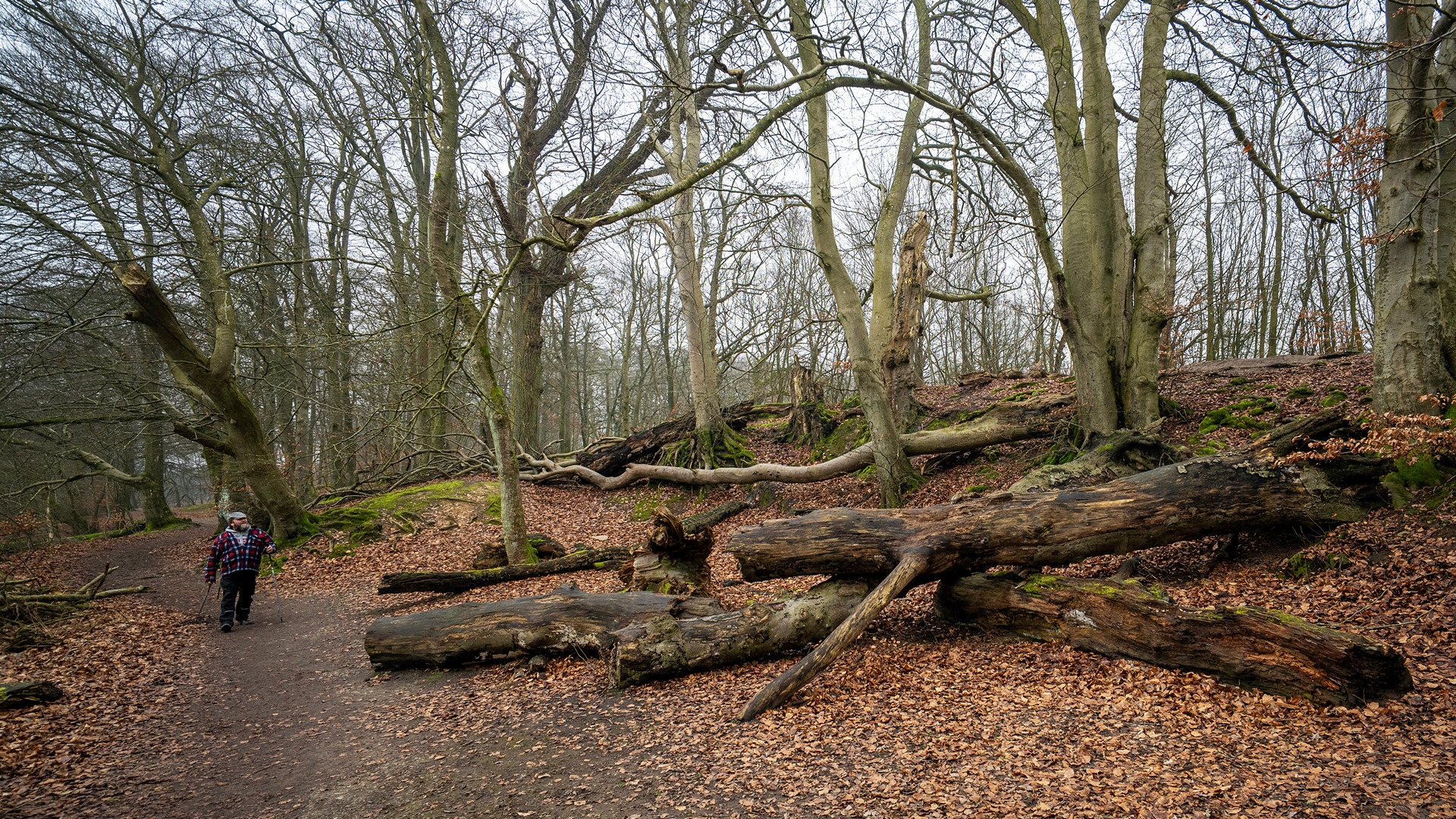 Billed nr.  53 MF0225