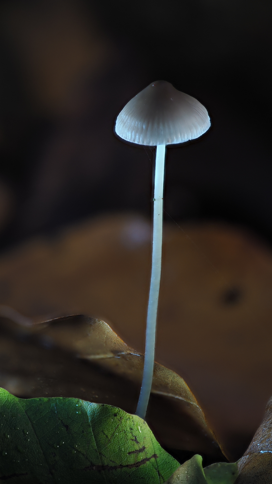MF-NOV-25-44