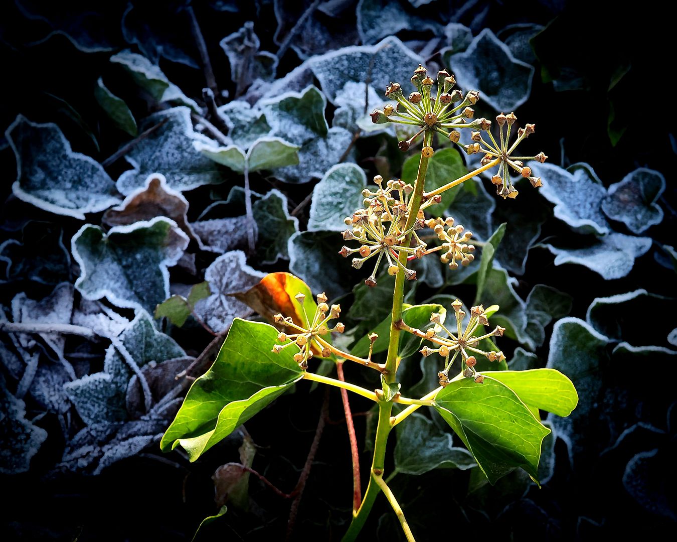 MF-JAN-26--35-frit E